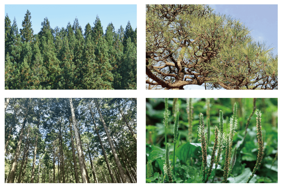 写真｜夢見るシャンプー