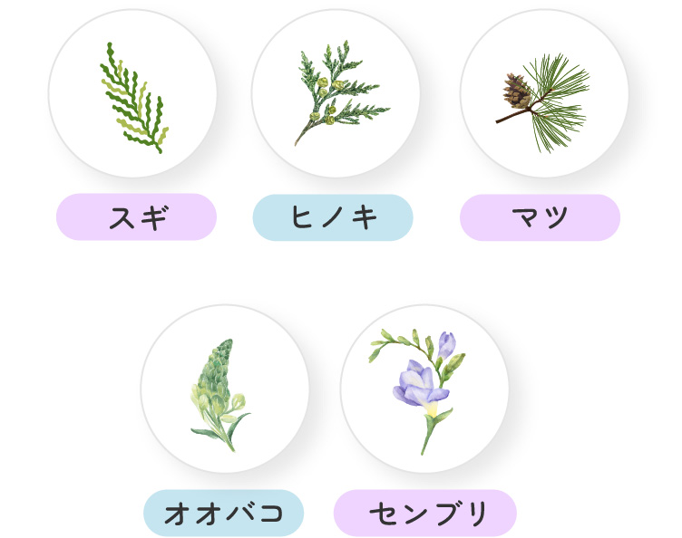 イメージ｜スギ、ヒノキ、マツ、オオバコ、センブリ