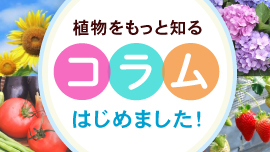 コラム始めました